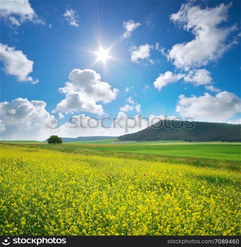 Spring yellow flowers in meadow. Beautiful landscapes.
