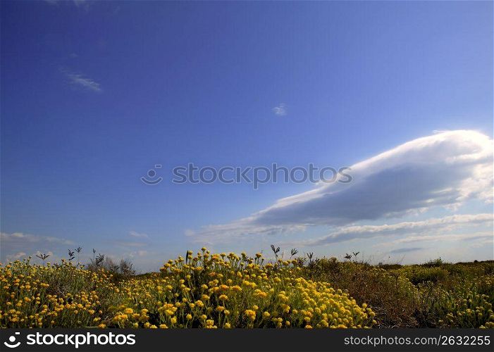 spring yellow flowers meadow blue sky background