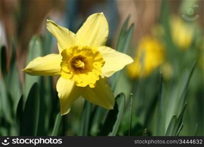 spring yellow flowers narcissus on green background