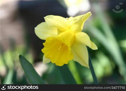 spring yellow flowers narcissus on green background