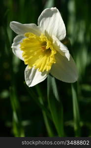 spring yellow flowers narcissus on green background