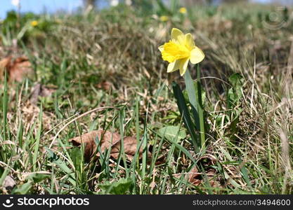 spring yellow flowers narcissus on green background