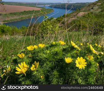 Spring yellow flowers on a background of amazing views of the Dniester river canyon. This place is called Shyshkiv Gorby, Nahoriany, Chernivtsi region, Ukraine.