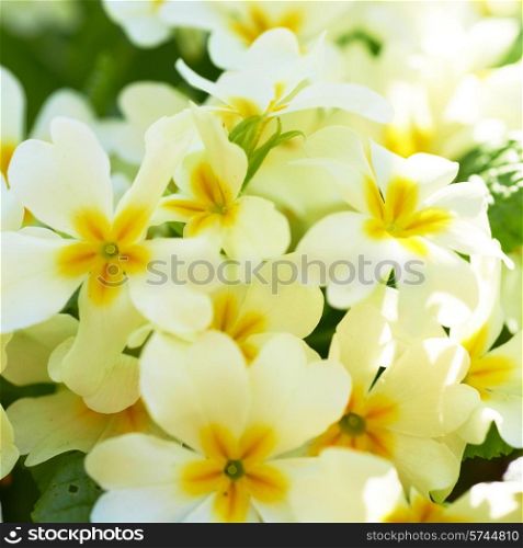 Spring yellow flowers (Primula vulgaris) in the forest
