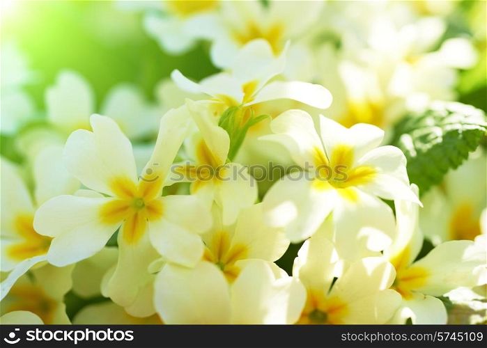 Spring yellow flowers (Primula vulgaris) in the forest
