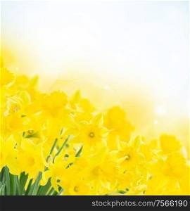spring yellow fresh narcissus in garden on blue bokeh background. spring narcissus garden