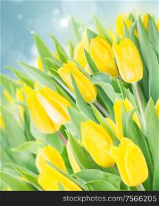 spring yellow fresh tulips growing in garden . spring narcissus garden