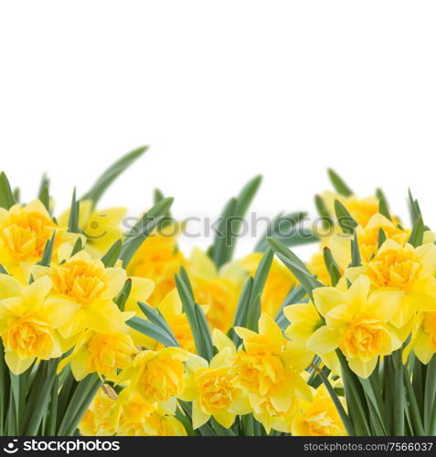 spring yellow narcissus in garden isolated on white background. yellow narcissus on white