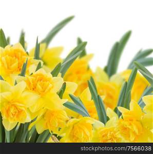 spring yellow narcissus in garden isolated on white background. yellow narcissus on white