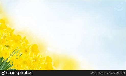 spring yellow narcissus in garden on blue bokeh background banner. spring narcissus garden