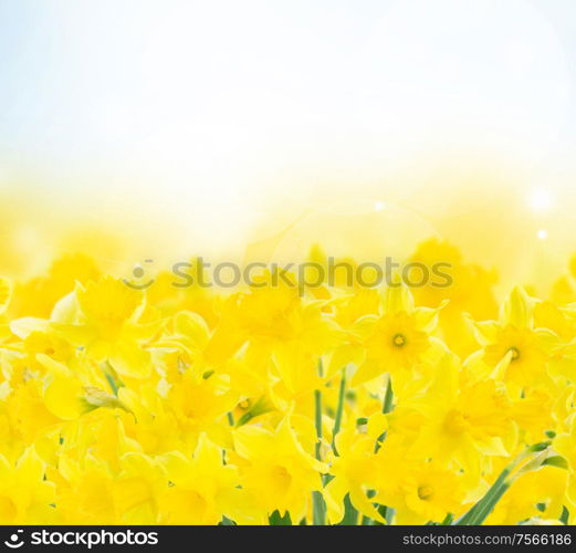 spring yellow narcissus in garden on blue bokeh background. spring narcissus garden