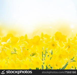 spring yellow narcissus in garden on blue bokeh background. spring narcissus garden