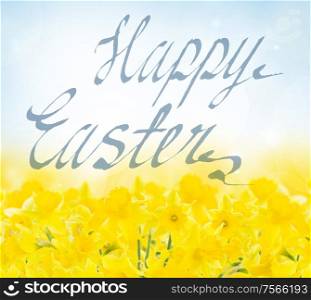 spring yellow narcissus in garden on blue bokeh background with happy easter greetings. spring narcissus garden