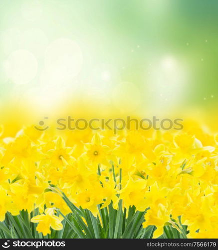 spring yellow narcissus in garden on green bokeh background. spring narcissus garden