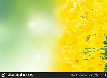 spring yellow narcissus in garden on green bokeh background. spring narcissus garden