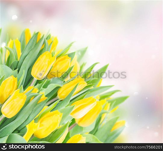 spring yellow tulips in garden on blue and pink garden bokeh background. spring narcissus garden
