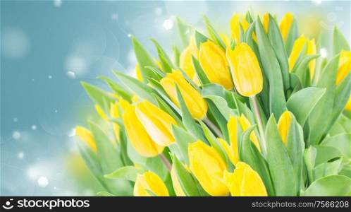 spring yellow tulips in garden on blue bokeh background banner. spring narcissus garden