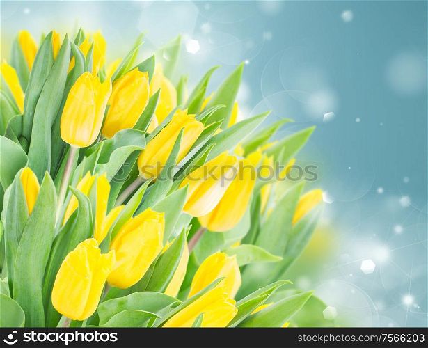 spring yellow tulips in garden on blue bokeh background. spring narcissus garden