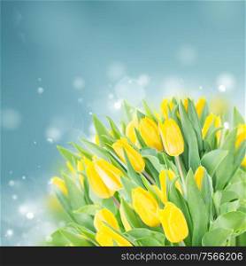 spring yellow tulips in garden on blue bokeh background. spring narcissus garden