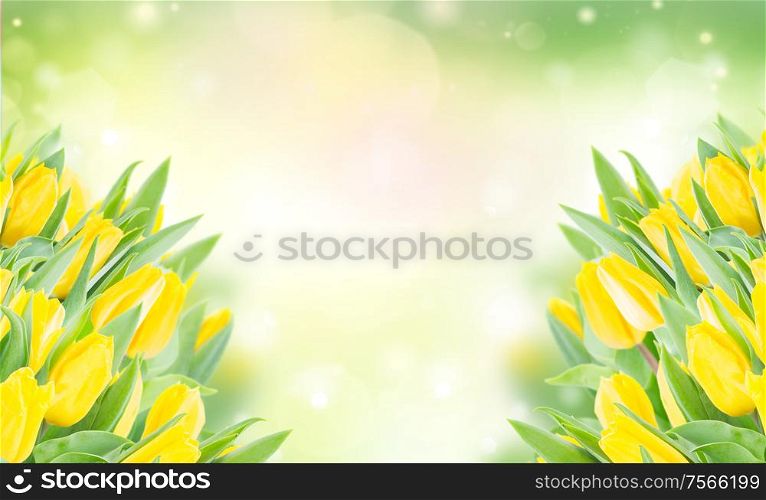 spring yellow tulips in garden on green bokeh background. spring narcissus garden