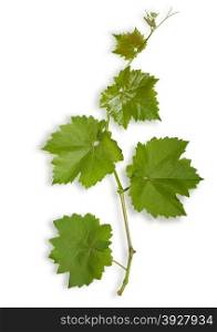 Spring young leaves of grape isolatedwith clipping path