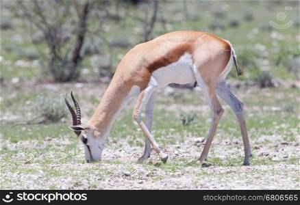 Springbok antelope (Antidorcas marsupialis), Etosha National Park, Namibia