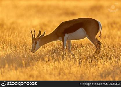 Springbok antelope  Antidorcas marsupialis  in grassland at sunset, Mountain Zebra National Park, South Africa 