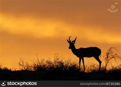 Springbok antelope (Antidorcas marsupialis) silhouetted against a red sky, Kalahari desert, South Africa