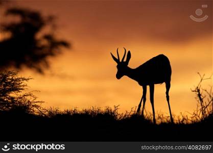 Springbok antelope (Antidorcas marsupialis) silhouetted against a red sky, Kalahari desert, South Africa&#xD;