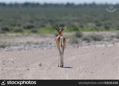 Springbok antelope (Antidorcas marsupialis) walking away, Etosha National Park, Namibia