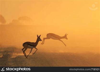 Springbok Antelope - Wildlife Wonders from Africa
