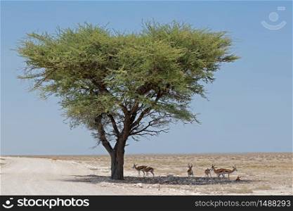 Springbok antelopes (Antidorcas marsupialis) in arid landscape, Etosha National Park, Namibia