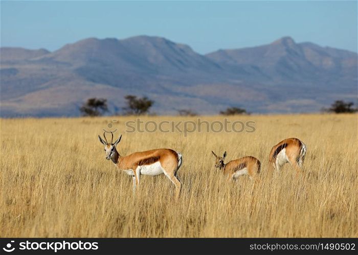 Springbok antelopes (Antidorcas marsupialis) in natural habitat, Mountain Zebra National Park, South Africa