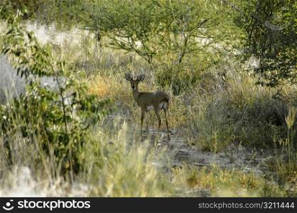 Springbok (Antidorcas marsupialis) in a forest, Kalahari Desert, Botswana
