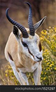 Springbok, Antidorcas marsupialis, Khama Rhino Sanctuary, Serowe, Botswana, Africa