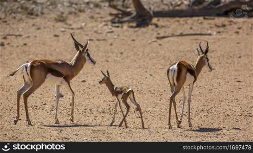 Springbok couple with calf in desert land in Kgalagari transfrontier park, South Africa ; specie Antidorcas marsupialis family of Bovidae. Springbok in Kgalagadi transfrontier park, South Africa