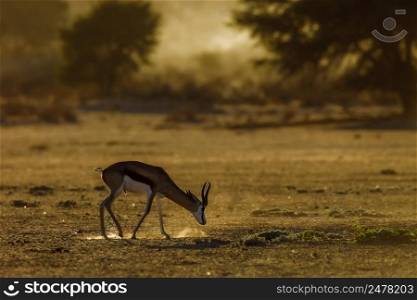 Springbok grazing at dawn in Kgalagari transfrontier park, South Africa ; specie Antidorcas marsupialis family of Bovidae. Springbok in Kgalagadi transfrontier park, South Africa