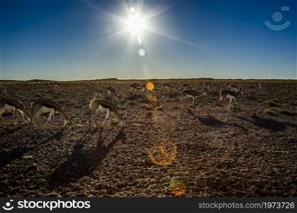 Springbok herd grazing in dry land with sun backlit in Kgalagari transfrontier park, South Africa ; specie Antidorcas marsupialis family of Bovidae. Springbok in Kgalagadi transfrontier park, South Africa