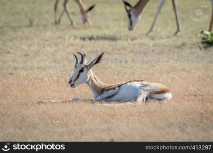 Springbok laying in the grass in the Kalagadi Transfrontier Park, South Africa.