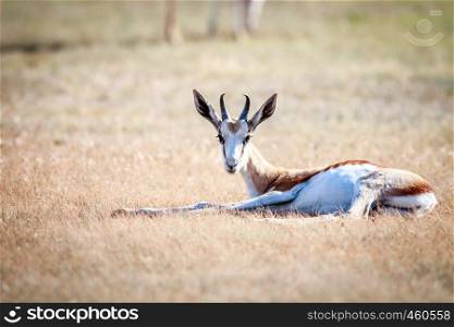 Springbok laying in the grass in the Kgalagadi Transfrontier Park, South Africa.
