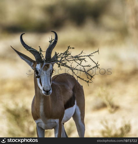 Springbok portrait with branch stuck on horn in Kruger National park, South Africa ; Specie Antidorcas marsupialis family of Bovidae. Springbok in Kgalagadi transfrontier park, South Africa