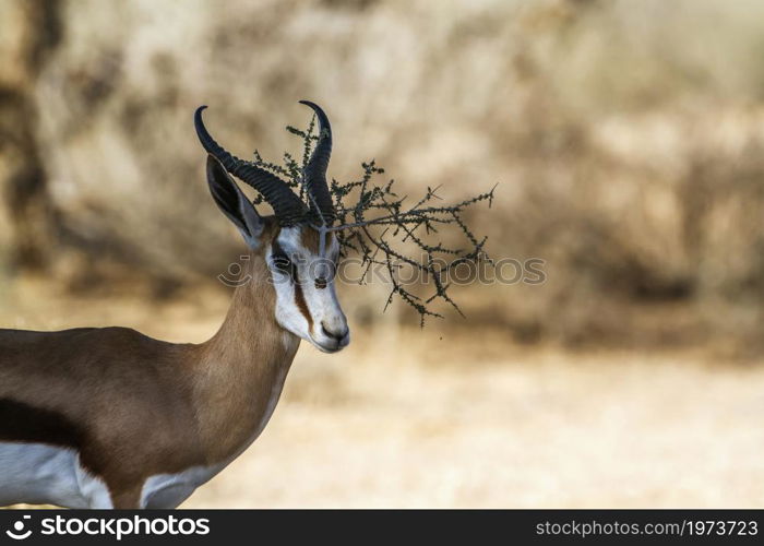 Springbok portrait with branch stuck on horn in Kruger National park, South Africa ; Specie Antidorcas marsupialis family of Bovidae. Springbok in Kgalagadi transfrontier park, South Africa