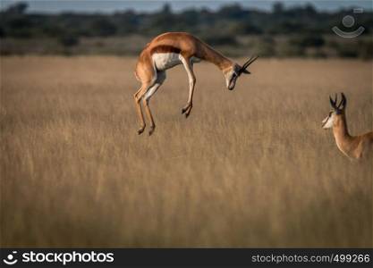 Springbok pronking in the high grass in the Central Kalahari, Botswana.