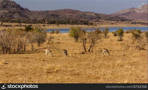 Springbok roaming freely in the dry savannah lands of Pilanesberg National Park, South Africa