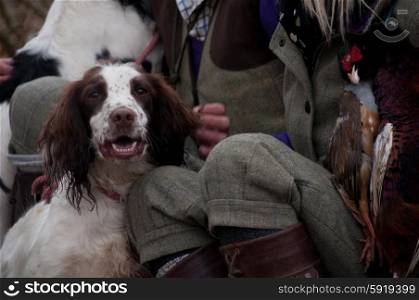 Springer spaniel portrait with his master on a shoot