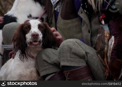 Springer spaniel portrait with his master shooting