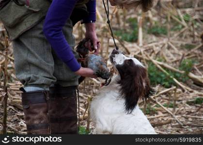 Springer spaniel retrieving a partridge to hand