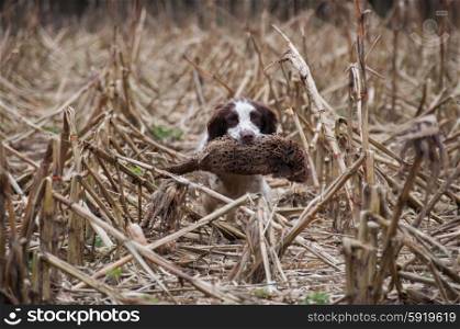 Springer spaniel retrieving pheasant through a maize field
