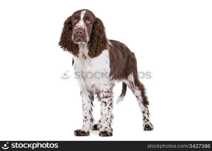 Springer Spaniel. Springer Spaniel in front of a white background