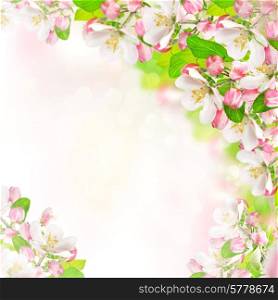springtime. apple blossoms over blurred nature background. spring flowers